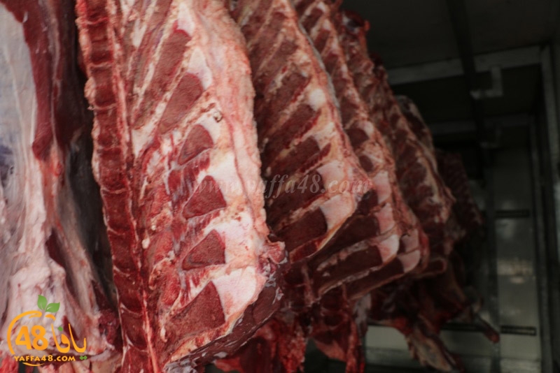 jam3i3yaysu3i (6).JPG